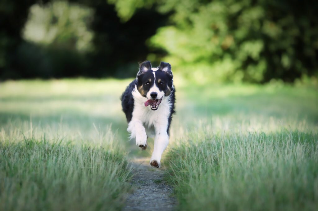 a running dog