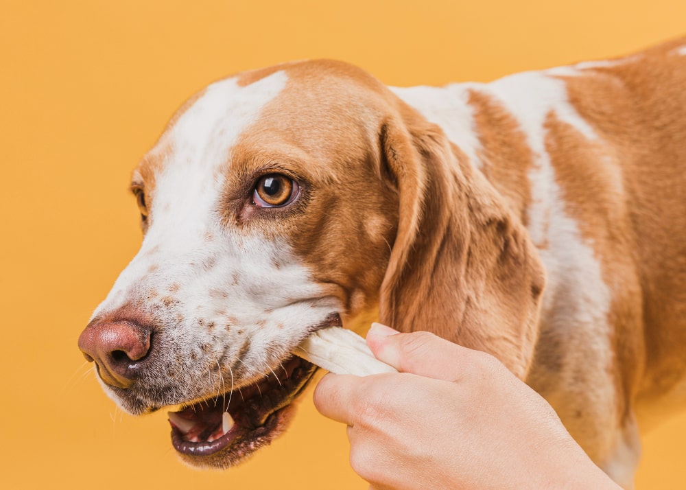 a dog chew bone