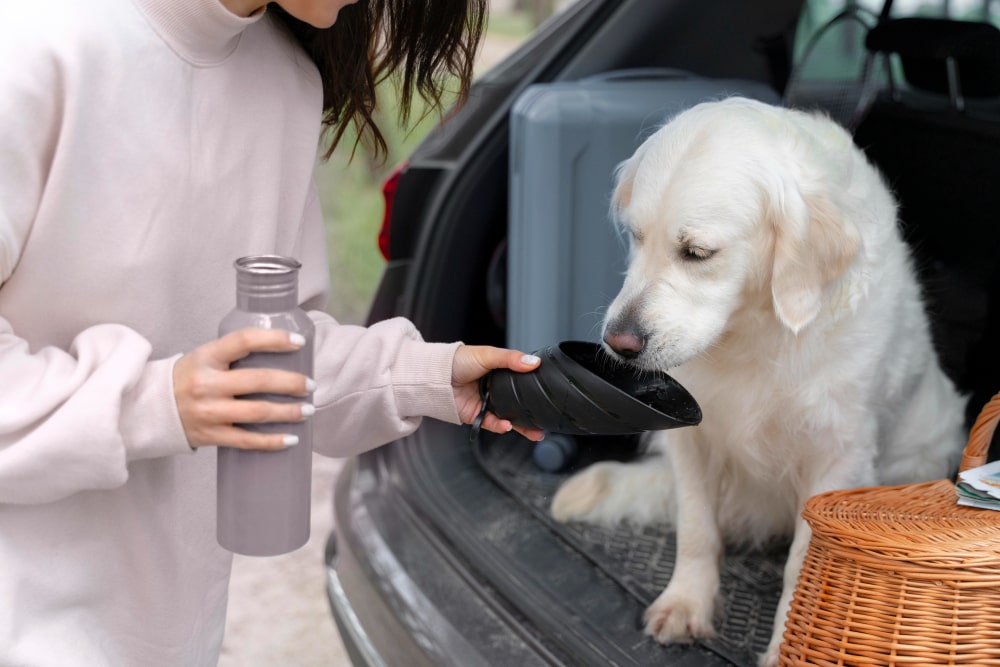 a dog drinking water