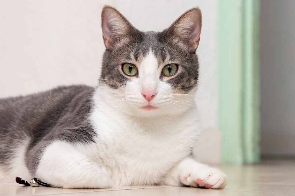 White and grey color cat