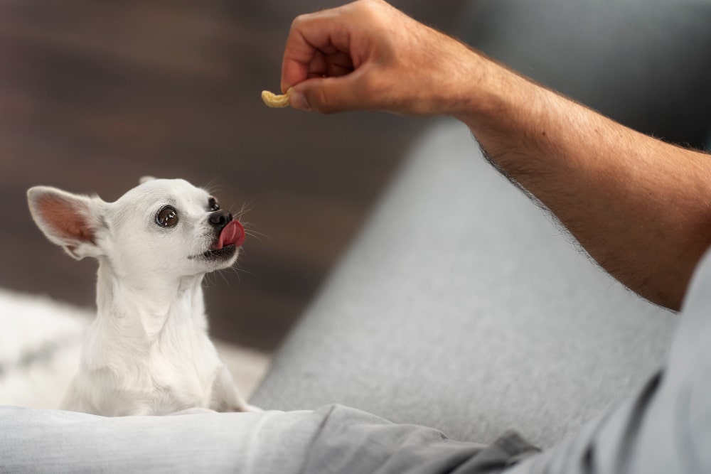 a cute Chihuahua white dog