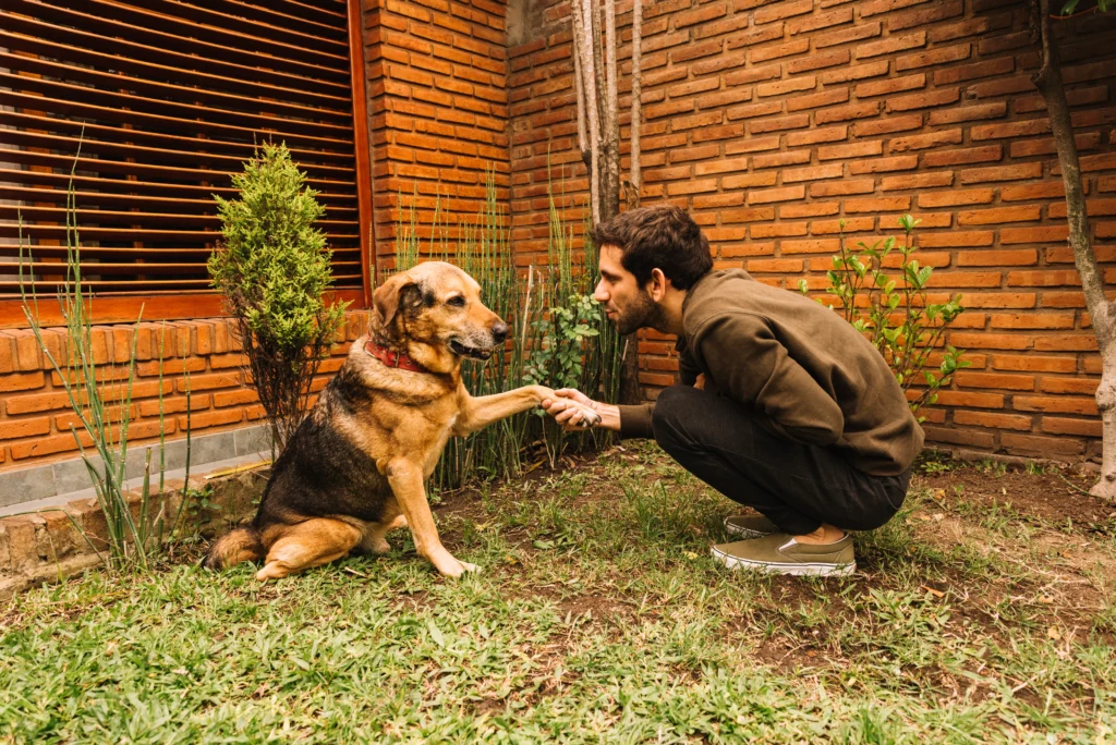 Dog handshaking