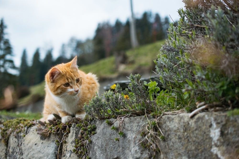 a healthy cat playing