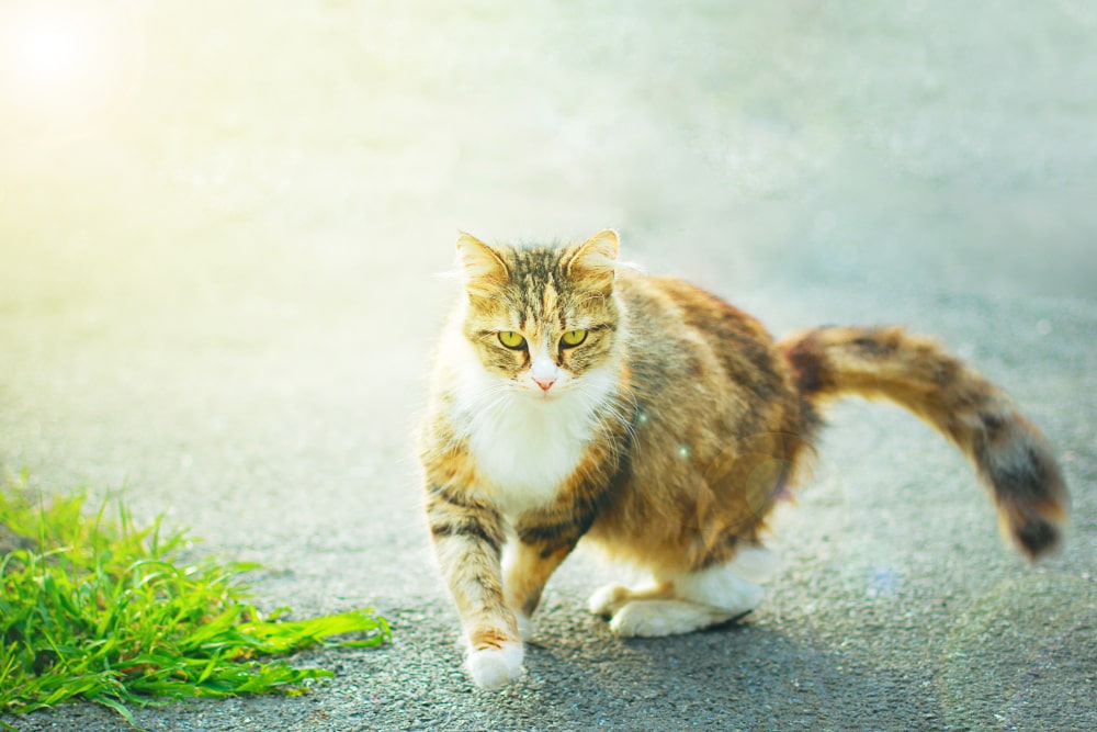 Healthy orange color cat