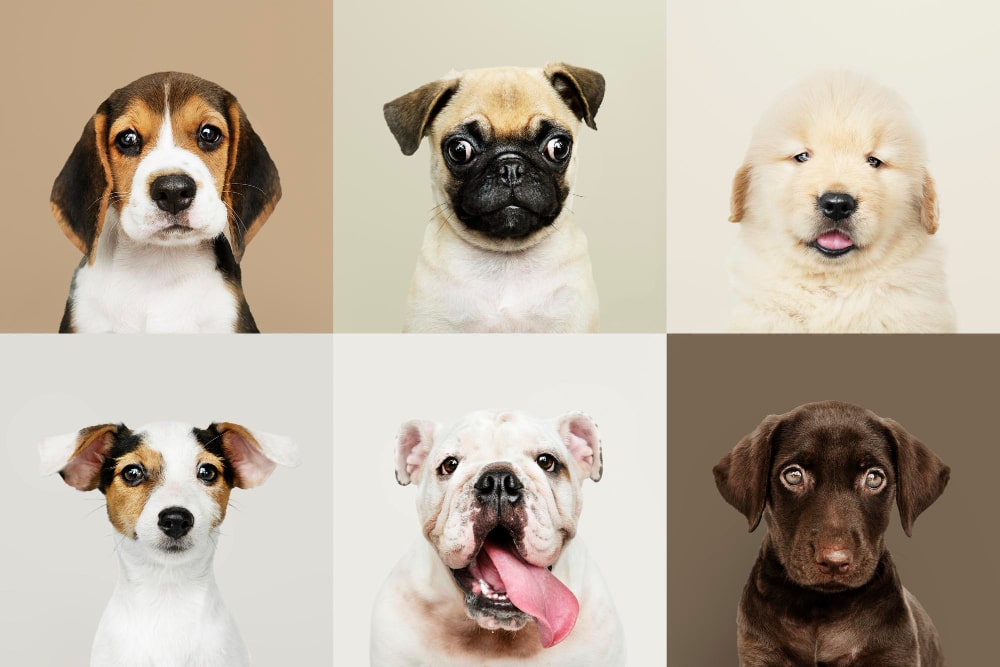 Different types of dogs breed