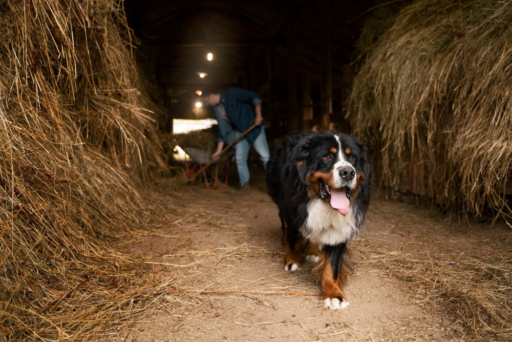 rural dogs for rural places