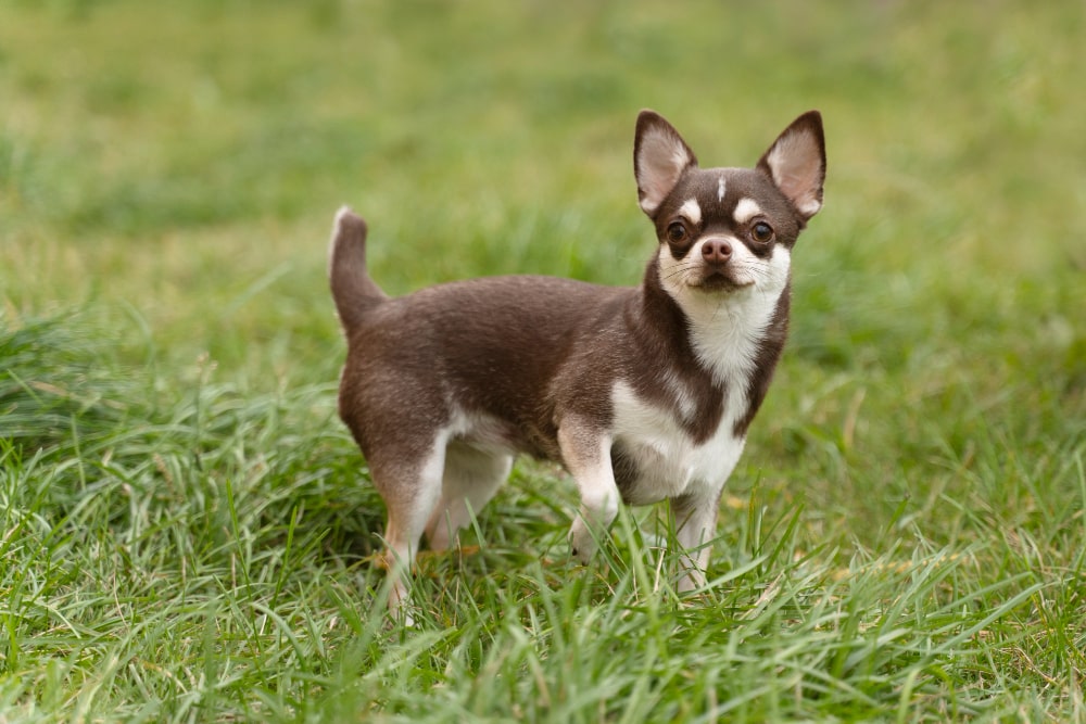 cute brown Chihuahua breed