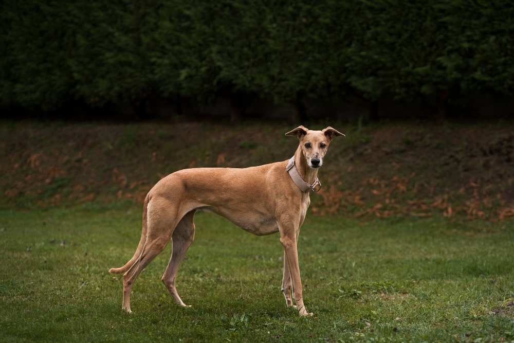 Lurcher breed dog