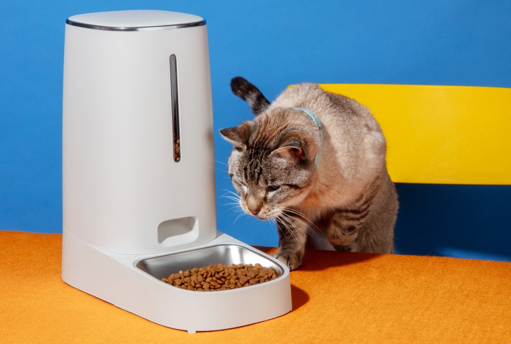 A cat ready to eat his food