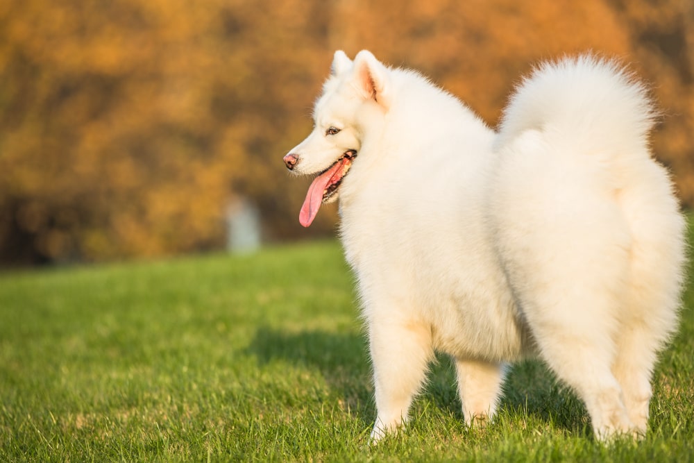 cute white Indian Spitz breed