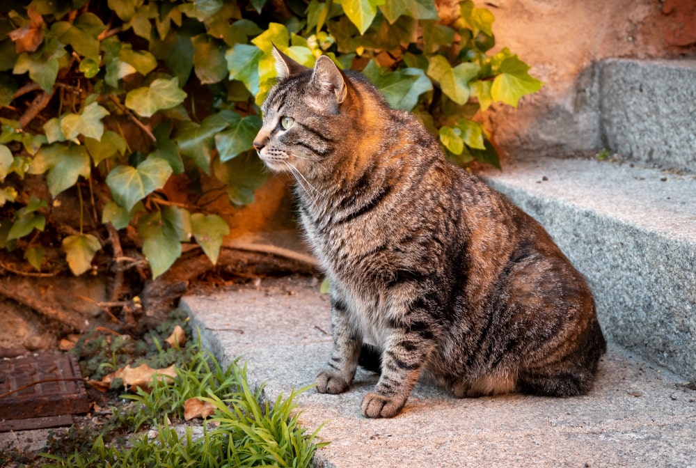 A cut healthy cat food