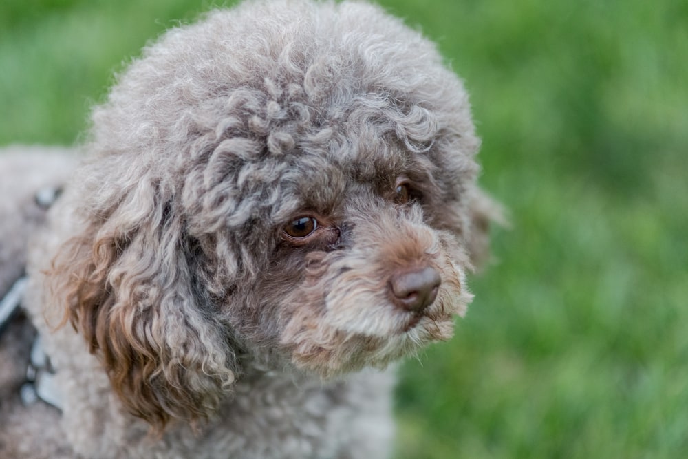 Lagotto Romagnolo