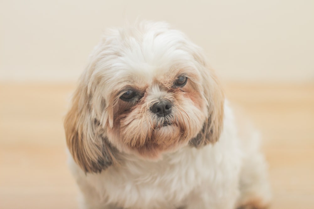 Lhasa Apso