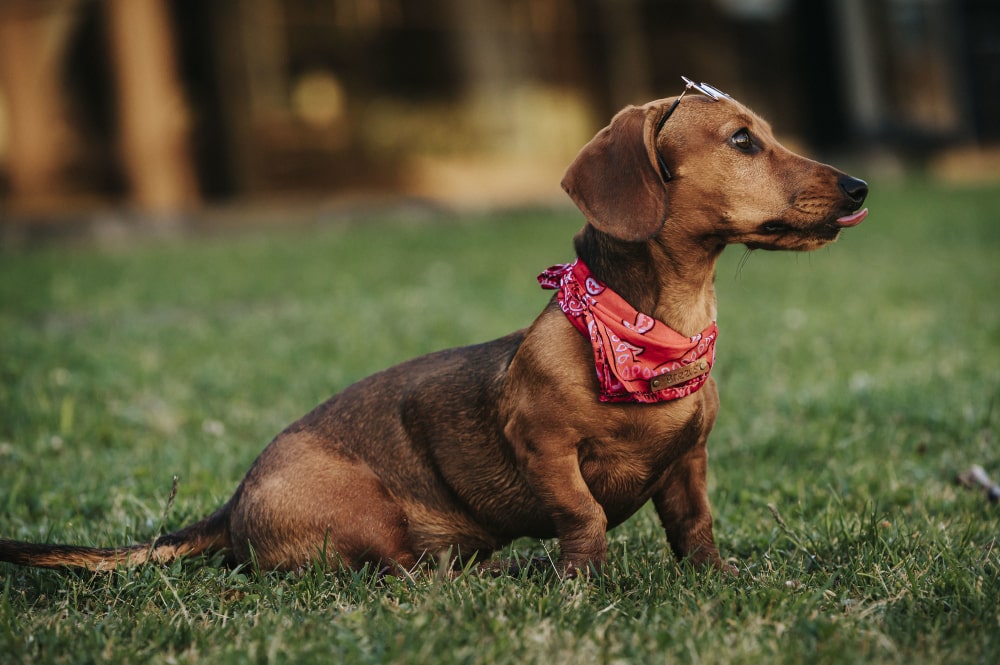 cute brown Dachshund breed