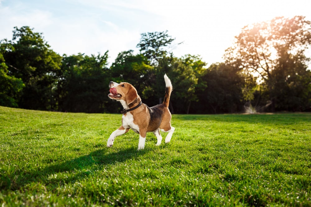 Cute brown and white Beagle breed