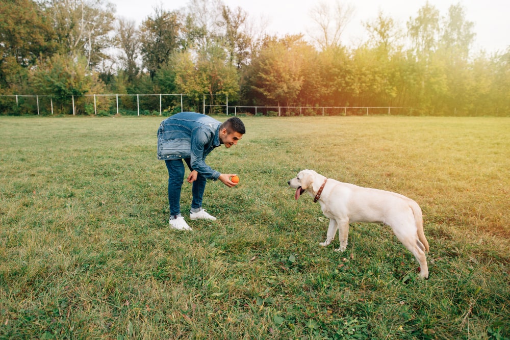 Dog exercise and play