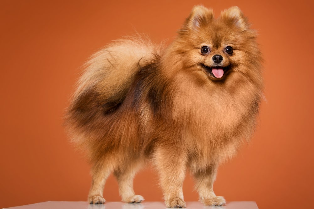 Cute brown Pomeranian breed