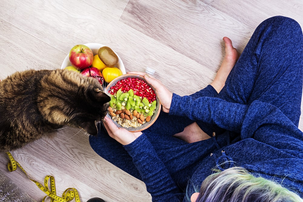 variety Cat food in bowl