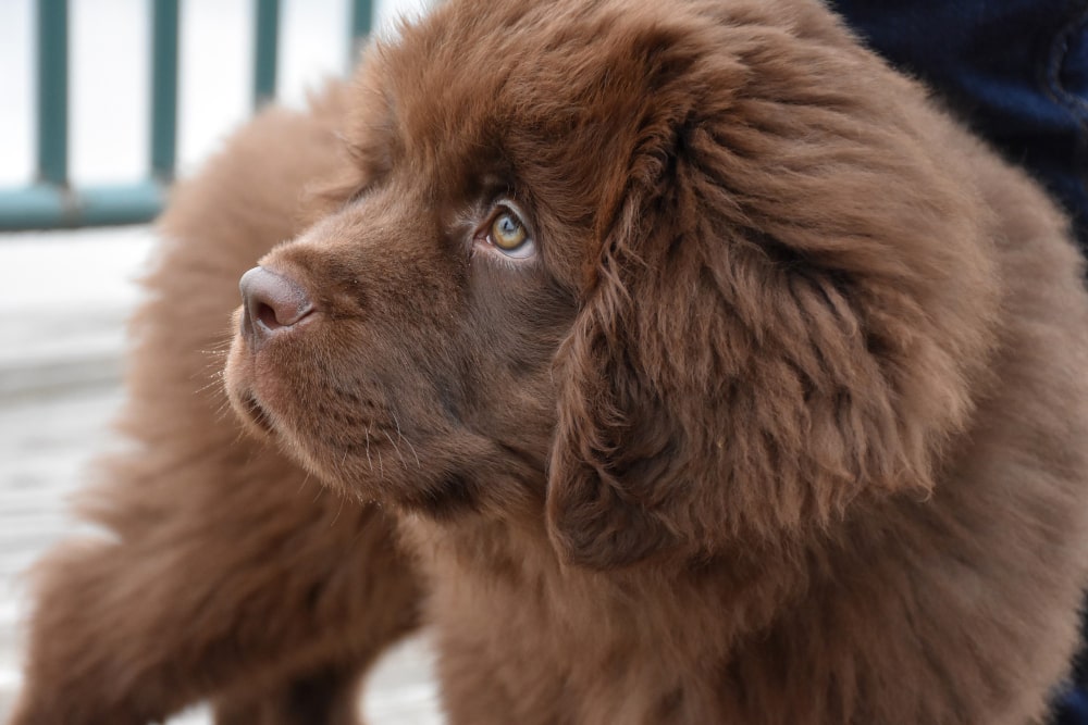 Leonberger