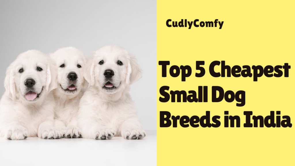 Top 5 Cheapest Small Dog Breeds in India