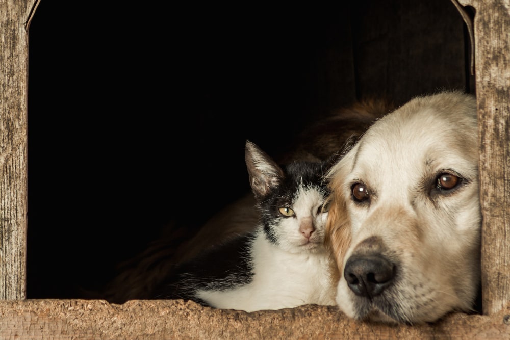 A comforting and ethereal image of a pet lover gazing toward the sky, imagining their beloved pet watching over them from the afterlife. A soft glow surrounds a faint, angelic silhouette of a dog or cat, symbolizing the enduring spiritual connection between pets and their owners. The warm, dreamy background evokes a sense of hope, love, and the possibility that pets continue to be with us in spirit even after they have passed.