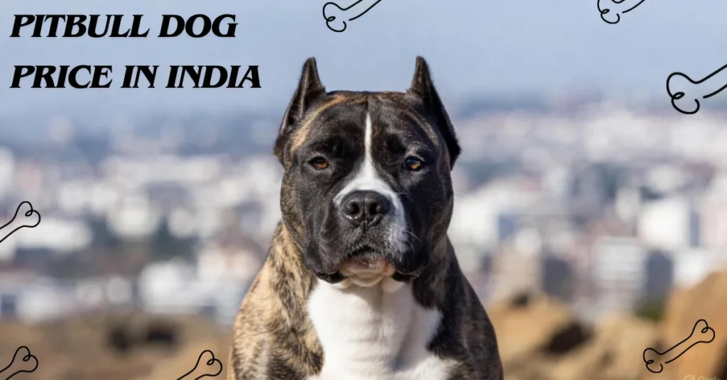 Pitbull Dog Price in India 2026: 12 Shocking Factors That Will Decide Your Final Bill Fully Updated for 2026